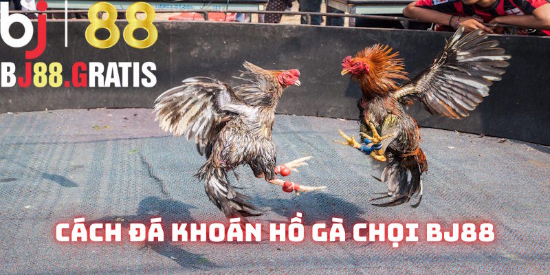 Cách đá khoán hồ gà chọi BJ88: Kiến thức bạn nên biết