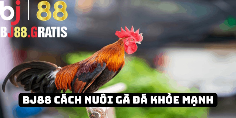 BJ88 chia sẻ cách nuôi gà đá khỏe mạnh: Kiến thức hay 2025 1 BJ88 chia sẻ cách nuôi gà đá khỏe mạnh: Kiến thức hay 2025