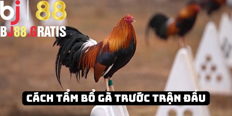 BJ88 - Tổng hợp dinh dưỡng tẩm bổ cho gà đá trước trận 1 BJ88 - Tổng hợp dinh dưỡng tẩm bổ cho gà đá trước trận