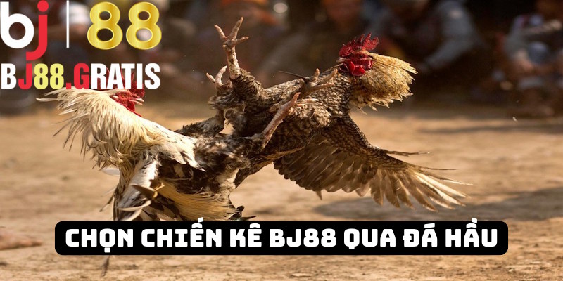 Chọn chiến kê BJ88 thông qua lối đá hầu