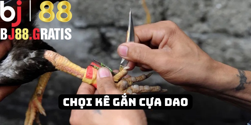 Đá gà cựa dao BJ88 thú vị từng khoảnh khắc Đá gà cựa dao BJ88 thú vị từng khoảnh khắc