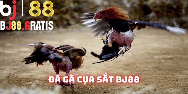 Loại hình đá gà trang bị cựa sắt