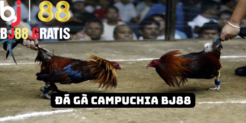 BJ88 - Đá gà Campuchia nổi tiếng khắp nhà cái Châu Á 1 BJ88 - Đá gà Campuchia nổi tiếng khắp nhà cái Châu Á
