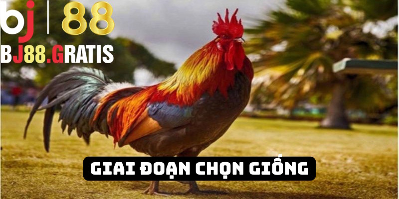 Chọn giống trở thành công đoạn quan trọng Chọn giống trở thành công đoạn quan trọng