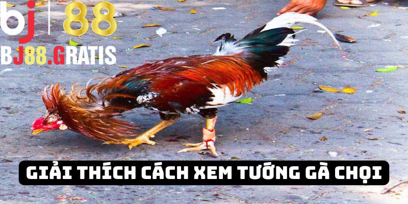 Giải thích cách xem tướng gà đá BJ88