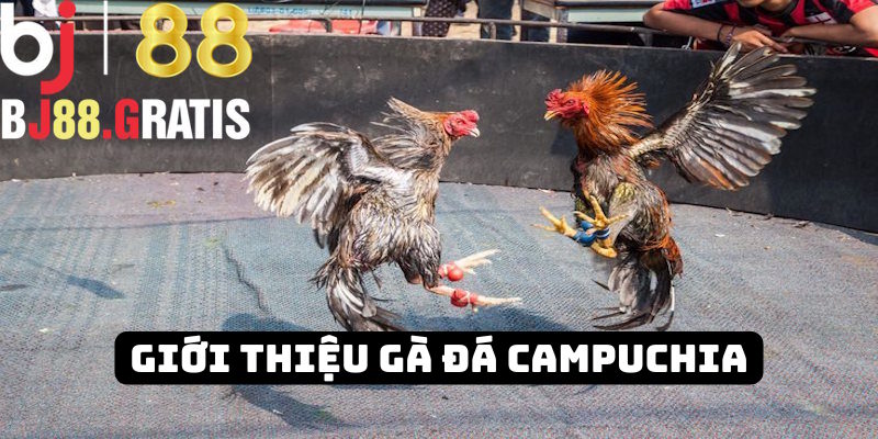 Thông tin giới thiệu gà đá Campuchia BJ88 Thông tin giới thiệu gà đá Campuchia BJ88
