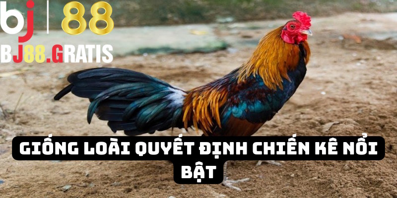 Giống loài quyết định chiến kê nổi bật