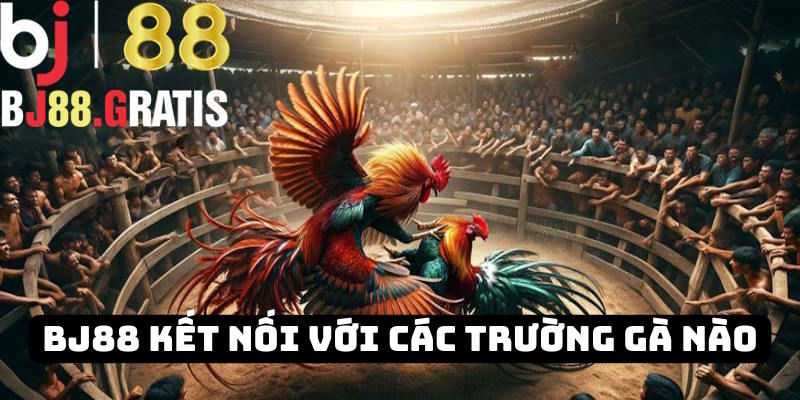 Bj88 kết nối live trực tiếp đá gà với các trường gà nào?