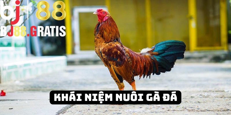 BJ88 nêu rõ khái niệm cách nuôi gà đá BJ88 nêu rõ khái niệm cách nuôi gà đá