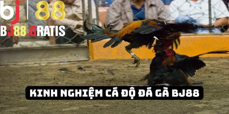 Giống loài quyết định chiến kê nổi bật