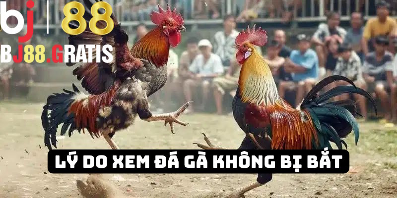 Lý do bạn xem đá gà BJ88 không bị bắt