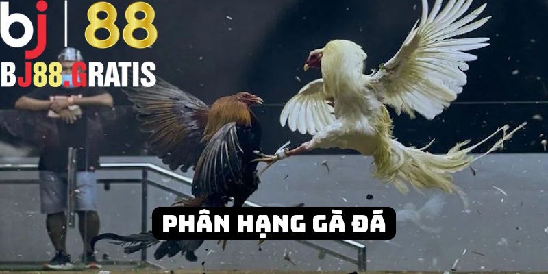 Nhà cái BJ88 phân hạng kê chọi thích hợp Nhà cái BJ88 phân hạng kê chọi thích hợp