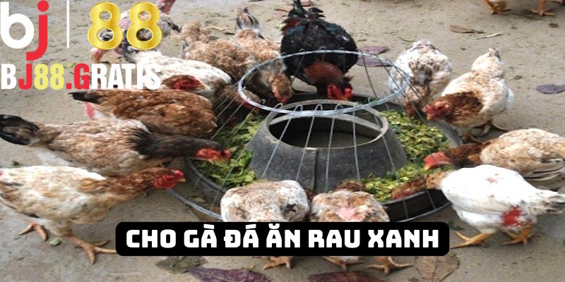 Hội viên BJ88 nên bổ sung rau xanh cho “thú cưng” Hội viên BJ88 nên bổ sung rau xanh cho “thú cưng”