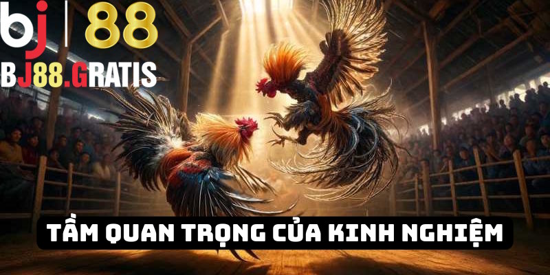 Tầm quan trọng của kinh nghiệm đá gà BJ88