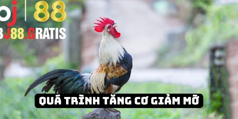 Nuôi gà BJ88 trong quá trình siết cơ giảm mỡ Nuôi gà BJ88 trong quá trình siết cơ giảm mỡ
