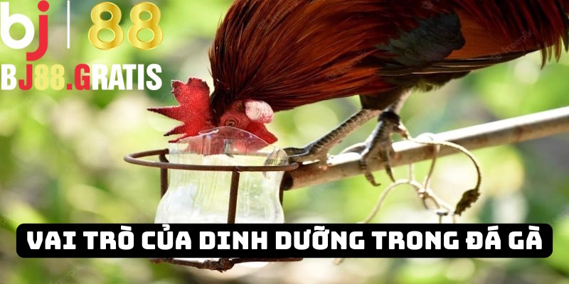 Vai trò của dinh dưỡng trong đá gà BJ88 Vai trò của dinh dưỡng trong đá gà BJ88