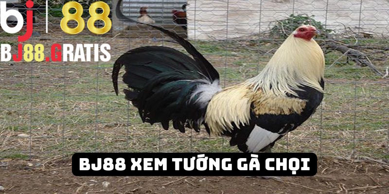 Nhà cái BJ88 hướng dẫn tân binh cách xem tướng gà chuẩn 2025